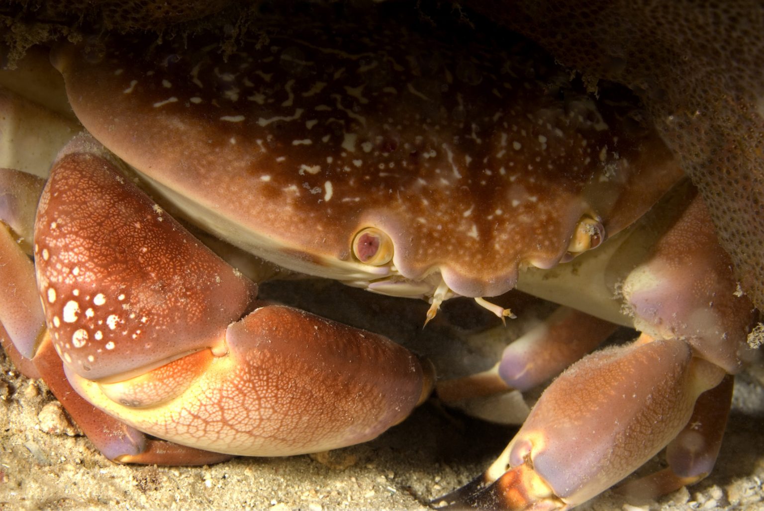 are crab shells compostable