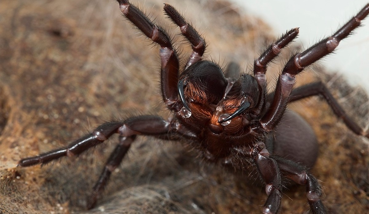 funnel-webs-don-t-mean-to-hurt-us-cosmos-magazine