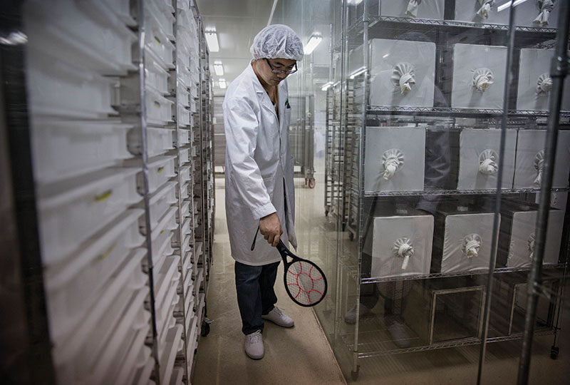 A lab technician uses an electric racquet to kill stray mosquitoes.