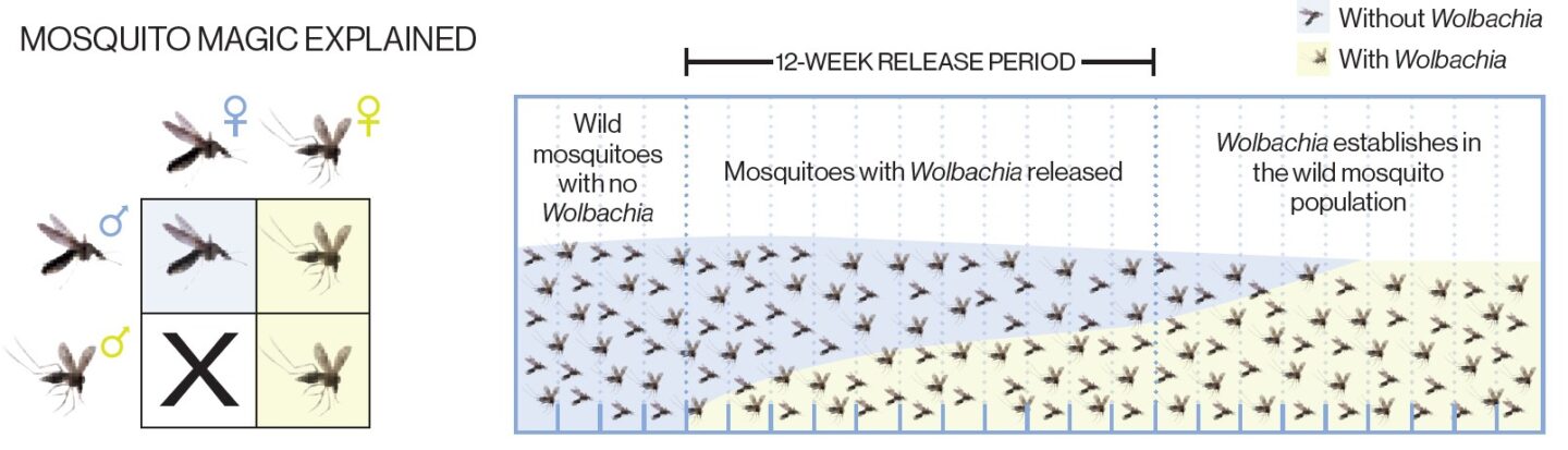 Wolbachia-infected mosquitoes are released over several months to spread through the wild population. 