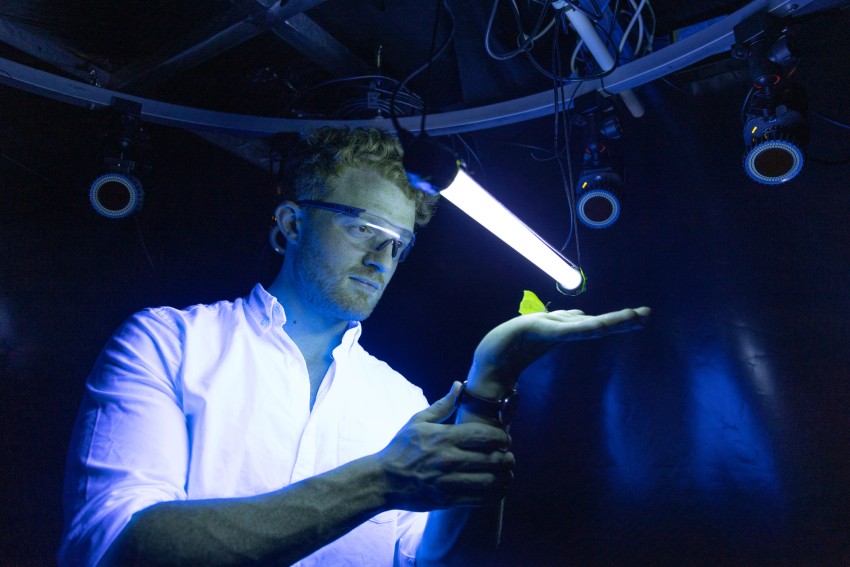 person in dark lab holds yellow butterfly under UV light