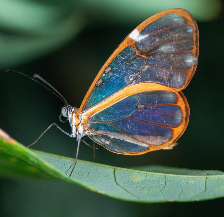 glasswing butterfly on leaf