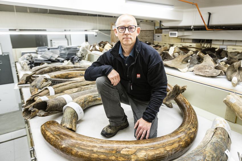 person crouches on bench behind large curved mammoth tusk