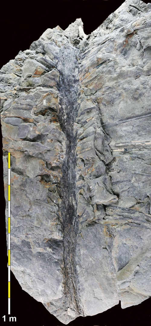 fossil tree with 1 metre scale