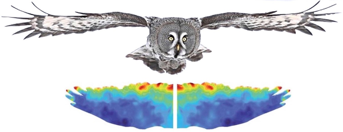 owl flight wings feathers heat map aerodynamics diagram