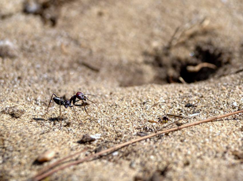 Photograph of a little ant on sand next to an entrance to its nest