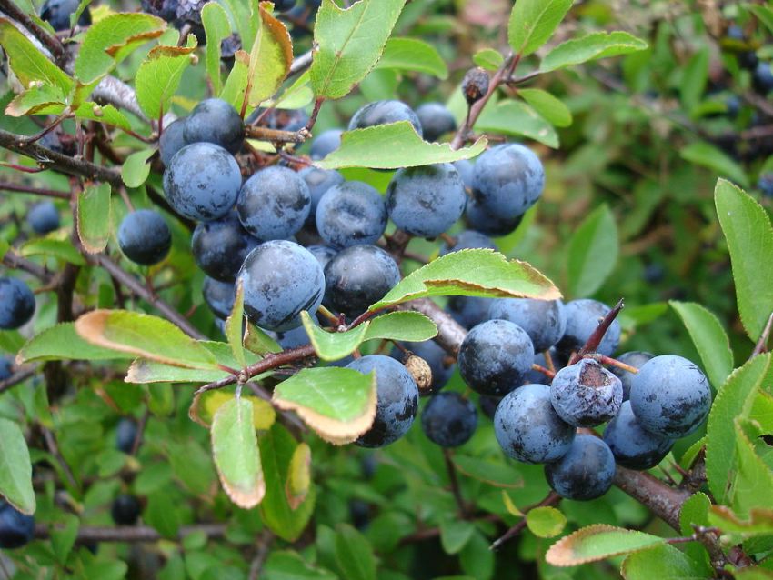 Photograph of small blue-coloured berries on a shrub
