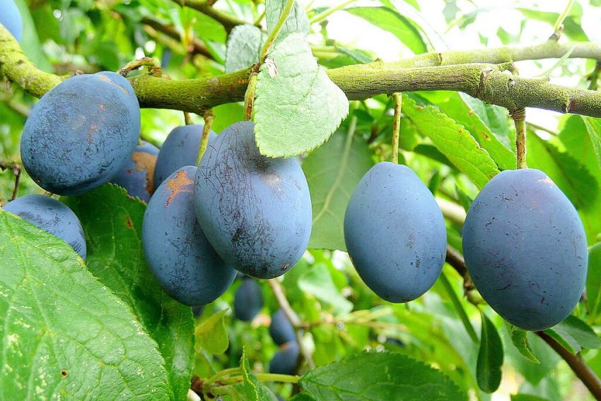 Photograph of small blue plums on a tree