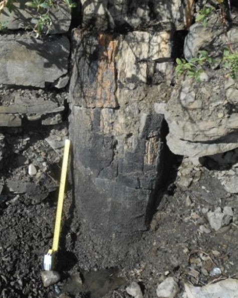 Fossilised tree trunk and tape measure