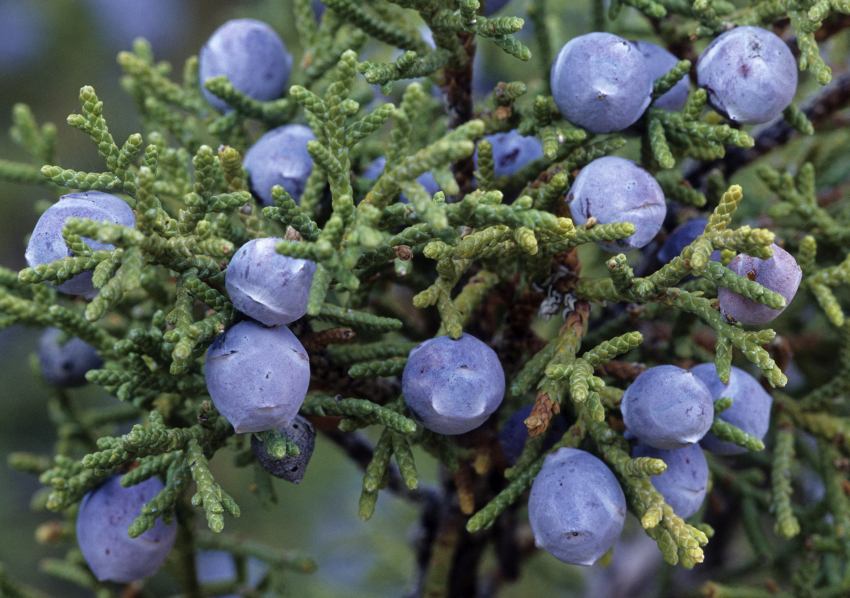 Closeup photograph of small blue-coloured berries on a bush