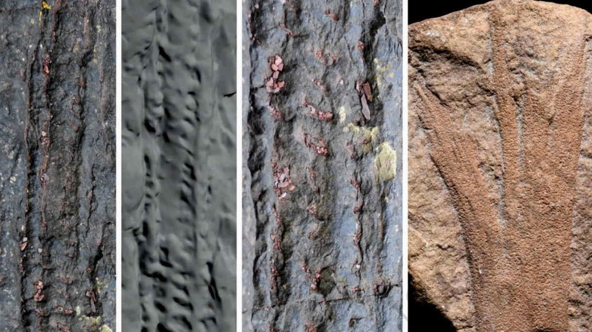 four panels of ancient plant forest fossil