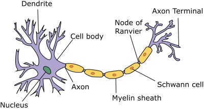 Neuron description diagram labelled