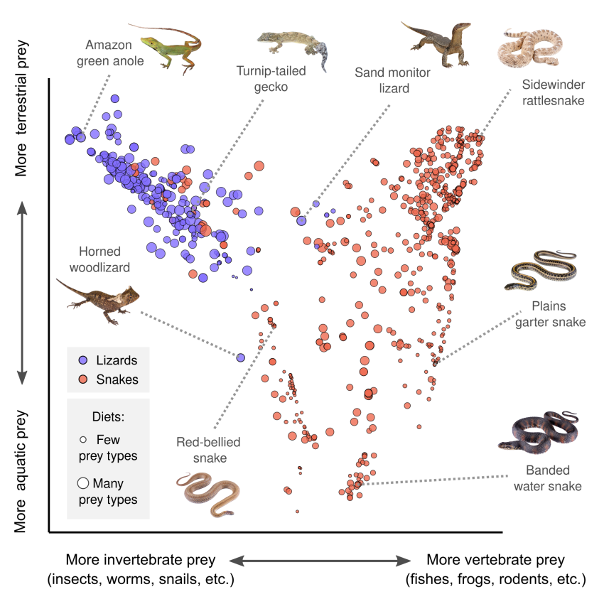 A graph of diets of lizard and snake species showing the diversity in their food types.