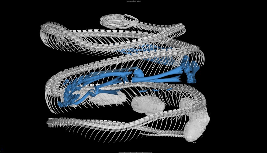 A CT scan of a snake reveals its skeleton in grey, as well as the blue skeleton of a frog its eaten