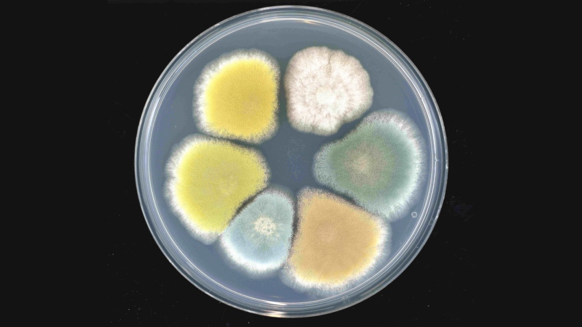 Photo of a petri dish with 6 strains of fungus growing on it, randing from white in colour to yellow, orange, blue and green.