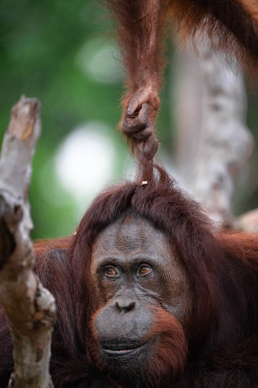 Photograph of a female orangutan with her offspring pulling her hair from off camera above her.