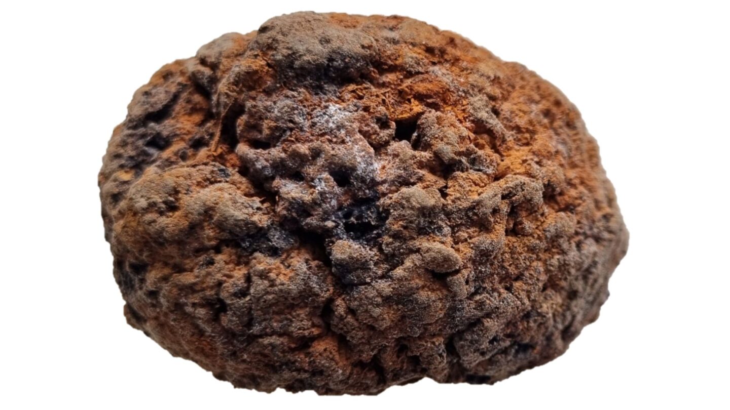 Photograph of a brown and orange-coloured, preserved human brain on a white background