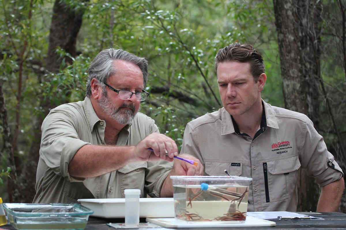 two ecologists looking at lamprey in a tank outside in forest