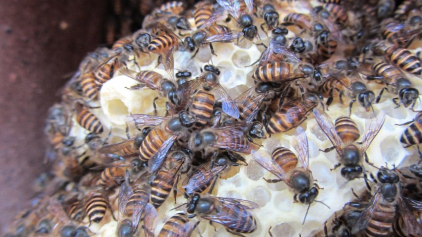 Photograph of bees nesting in their hive