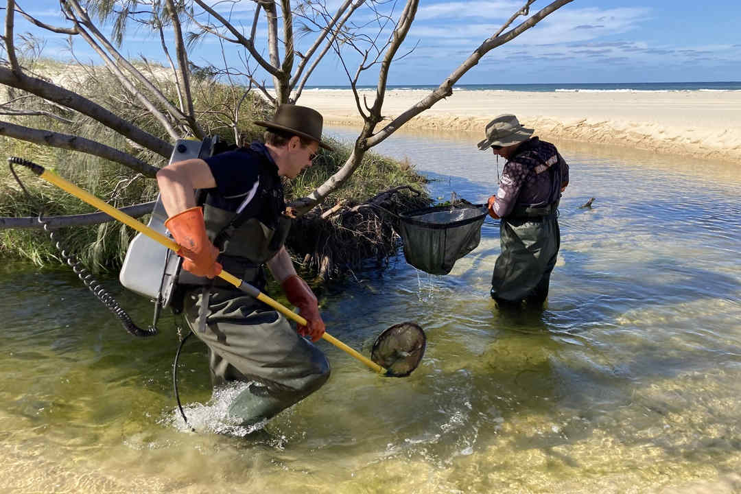 two ecologists catching fish in shallow stream on beach