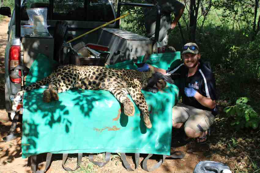 A photograph of a young man crouched next to an unconscious leopard lying in the back of a utility vehicle in the field