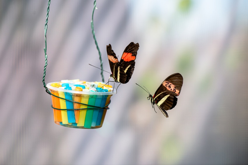 Photograph of two black butterflies with red and white stripes on their wings flying up to an artificial feeder