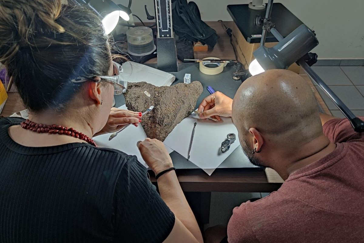 palaeontologists analyse fossil turtle lower jaw on table