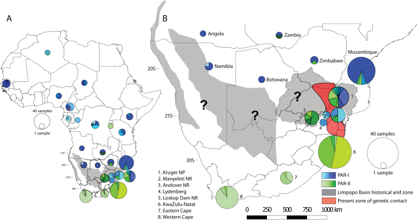 A map showing the distribution of the two mitochondrial lineages across the continent of Africa