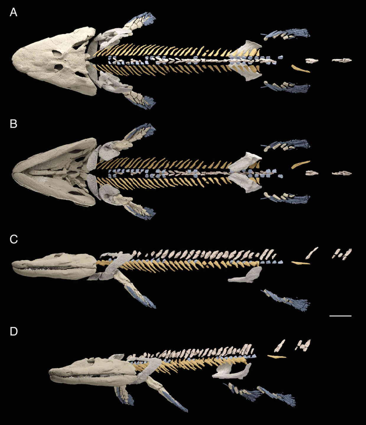 four skeleton ancient fish tetrapod ancestor scan on black
