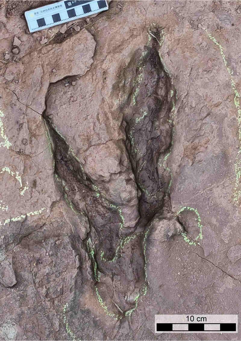 Fujianipus yingliangi fossil track footprint