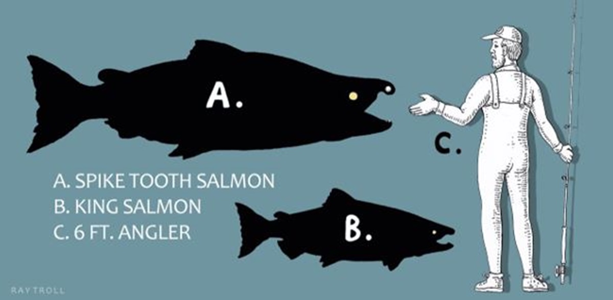 salmon size comparison with fisherman