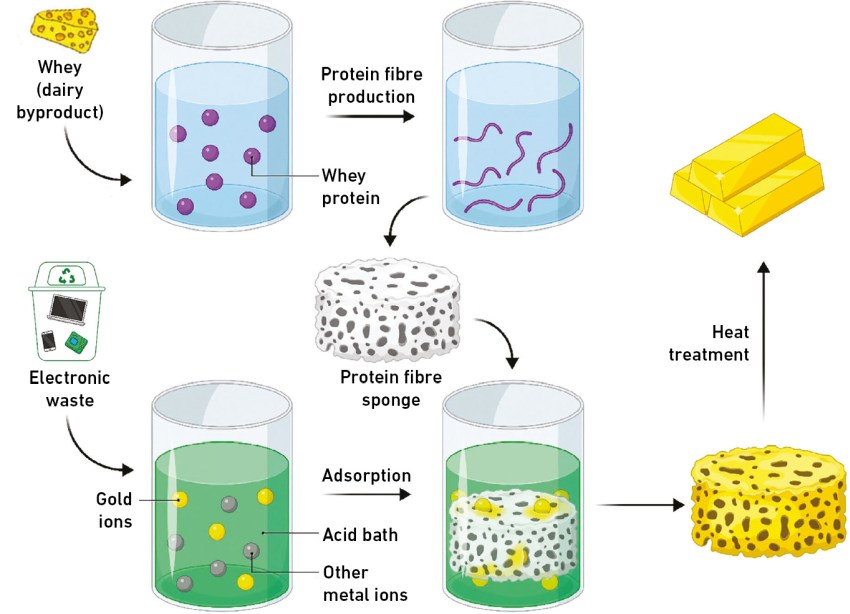 Graphical abstract of the research paper showing the steps to make the protein sponge