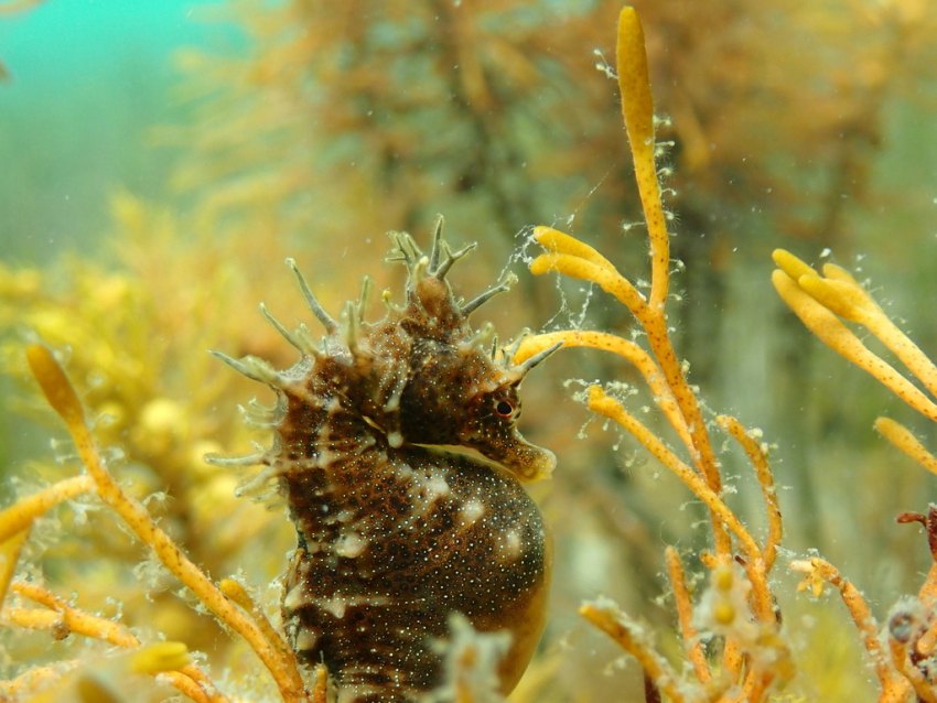 Photograph of a small brown seahorse underwater in light orange seaweed