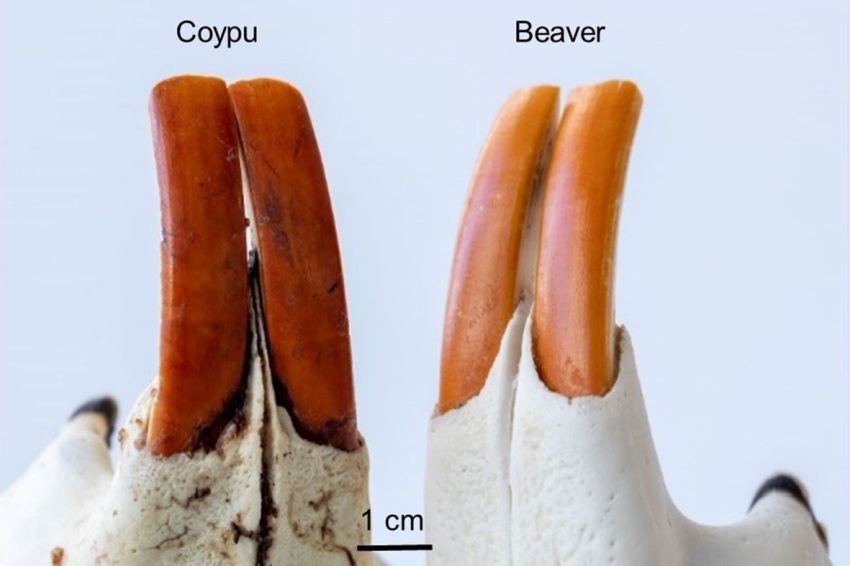 Photograph of two specimens of rodent incisors from the skulls of a coypu and beaver