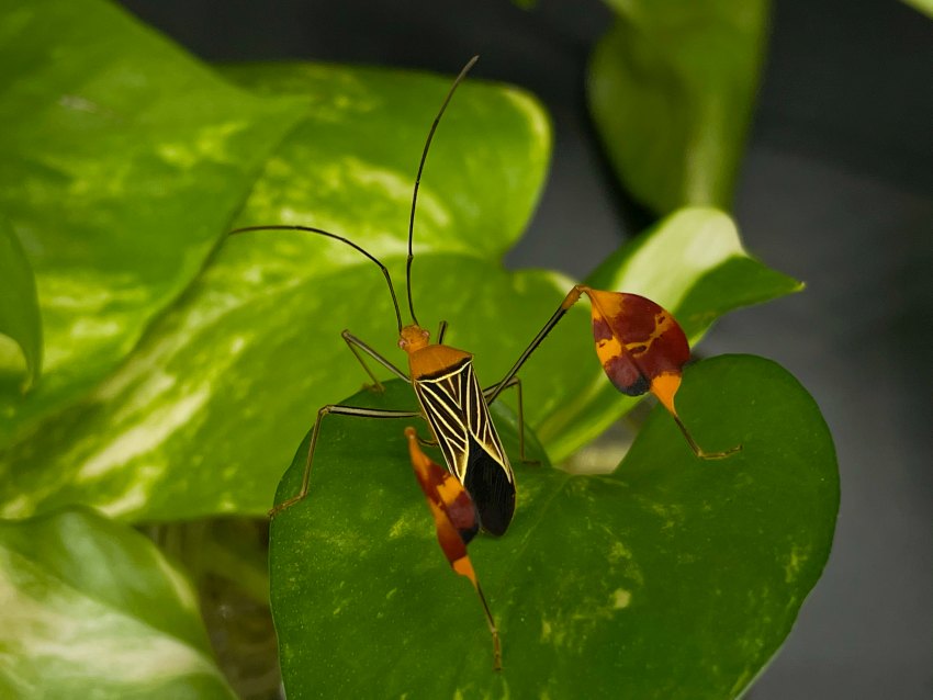 Photograph of an black and orange bug sitting on a green leaf. The bug has large red, leaf-like projections on its hind legs