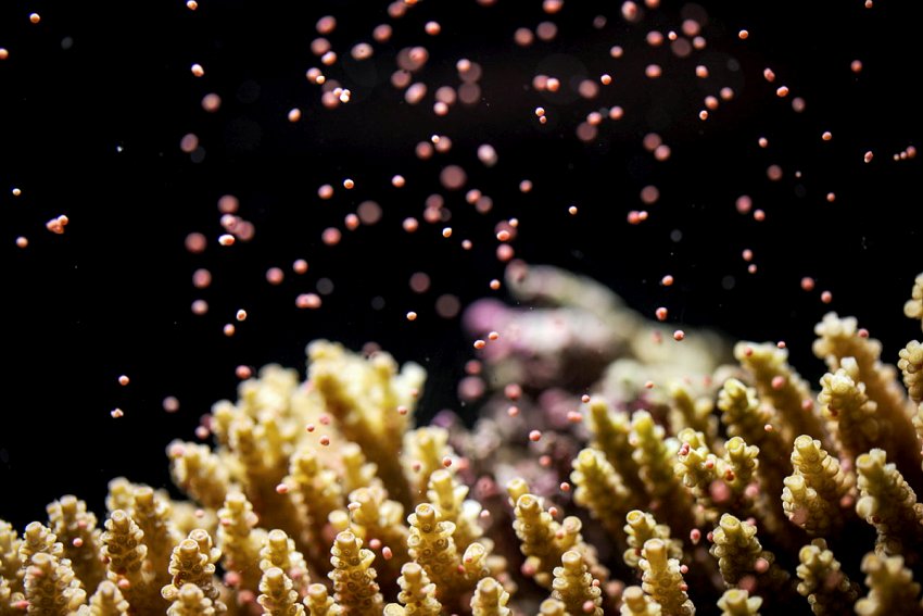 Photograph of a stony yellow coral releasing tiny pink eggs