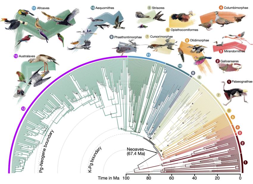 Divergence times for 363 bird species based on 63430 intergenic loci. Credit Josefin Stiller