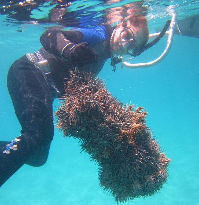 Photograph of a man snorkelling under water next to a large crown-of-thorns star fish