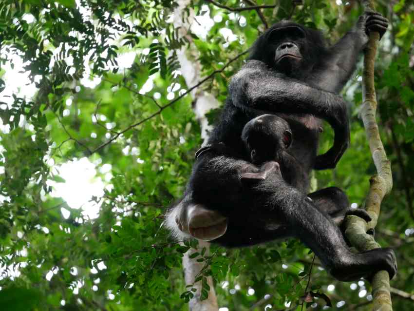 Photograph of an adult bonobo in a tree, holding a juvenile