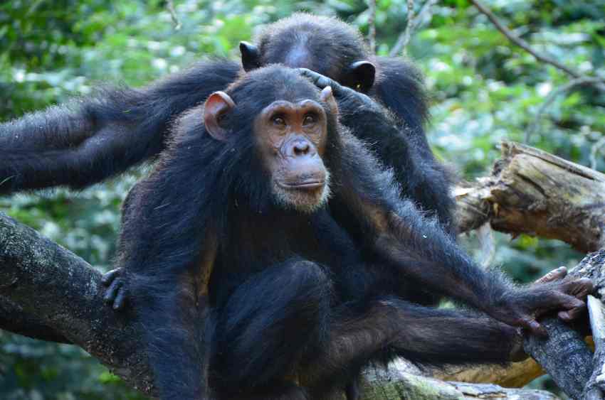 Photograph of two chimpanzees sitting on a tree branch in the jungle