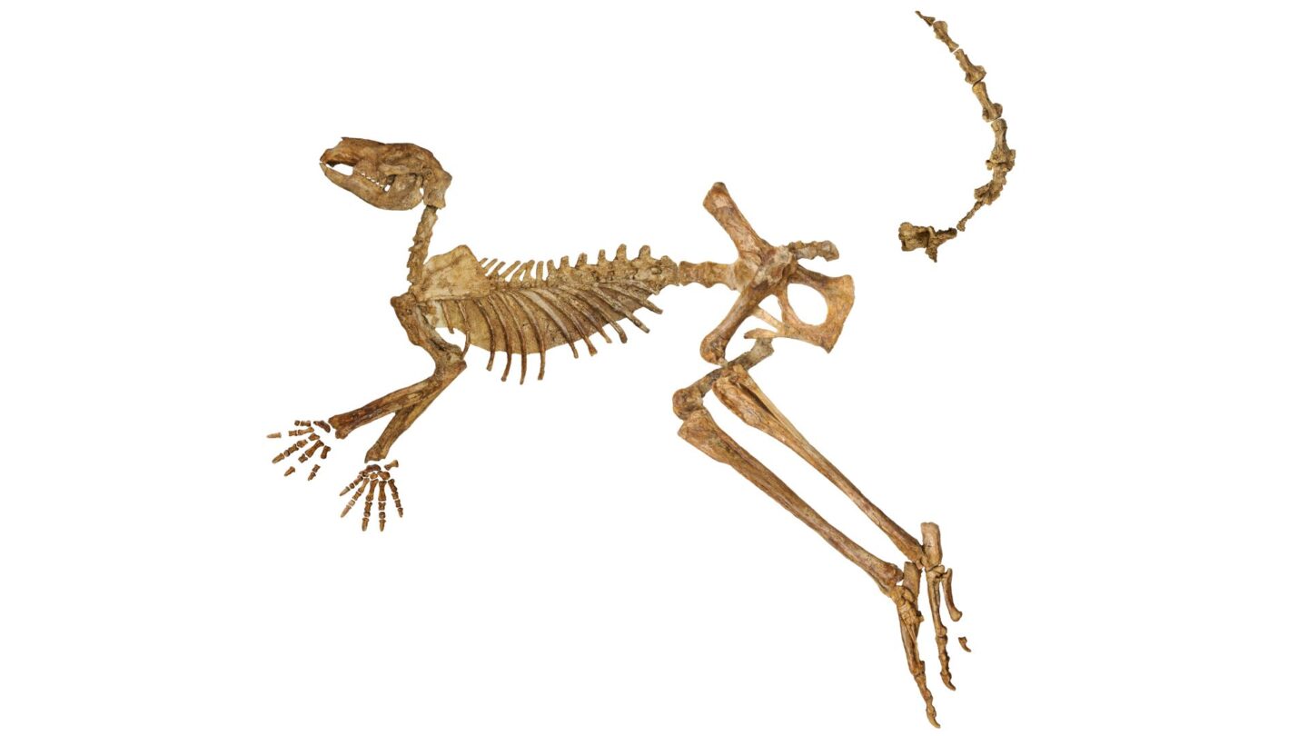 Photograph of the bones of a fossilised ancient kangaroo megafauna