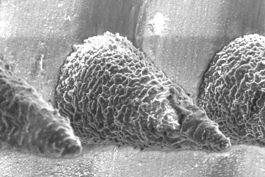 Microscopic photograph of tiny cone-shaped needles in grey-scale