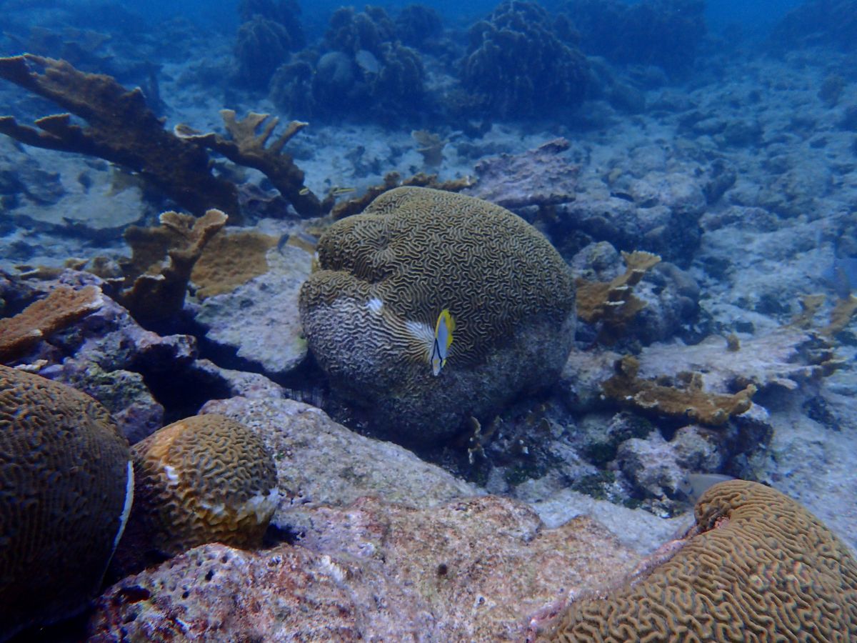 Dead coral, living healthy elkhorn coral (Acropora palmata), both diseased and healthy symmetrical brain corals (Pseudodiploria strigosa), and a spotfin butterflyfish in waters off Belize
