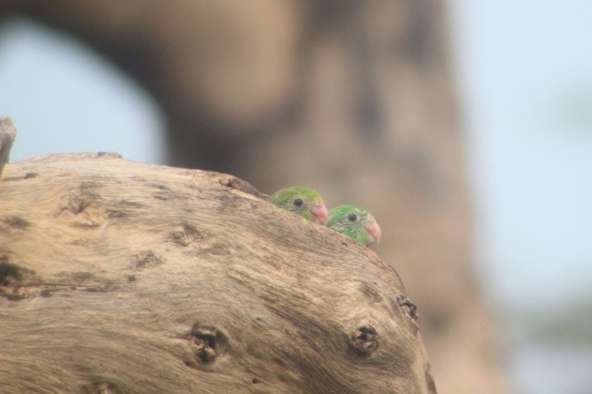Photograph of 2 juvenile birds popping the tops of their green heads out of a hole in a tree branch