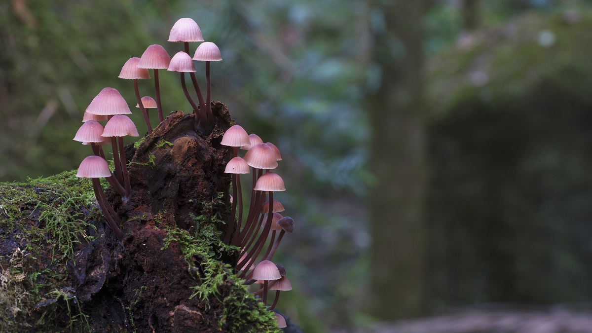 Red Mycena fungi growing from a log