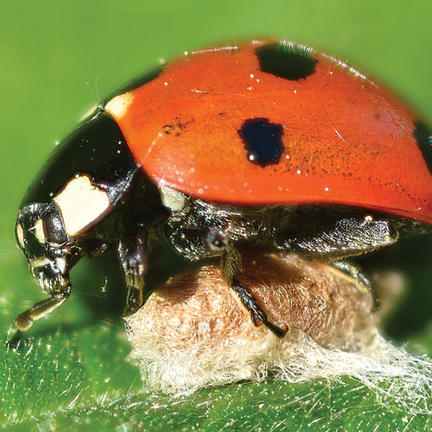 wait until you hear about the parasitoid species Dinocampus coccinellae. Twenty days after a female lays its eggs inside a poor unsuspecting ladybug