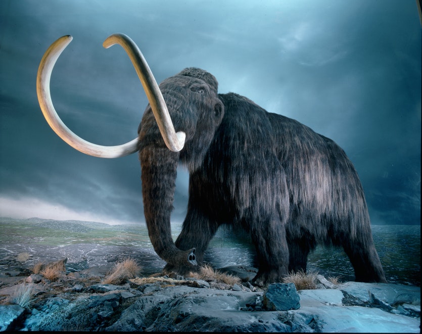 020816 mammoths 1