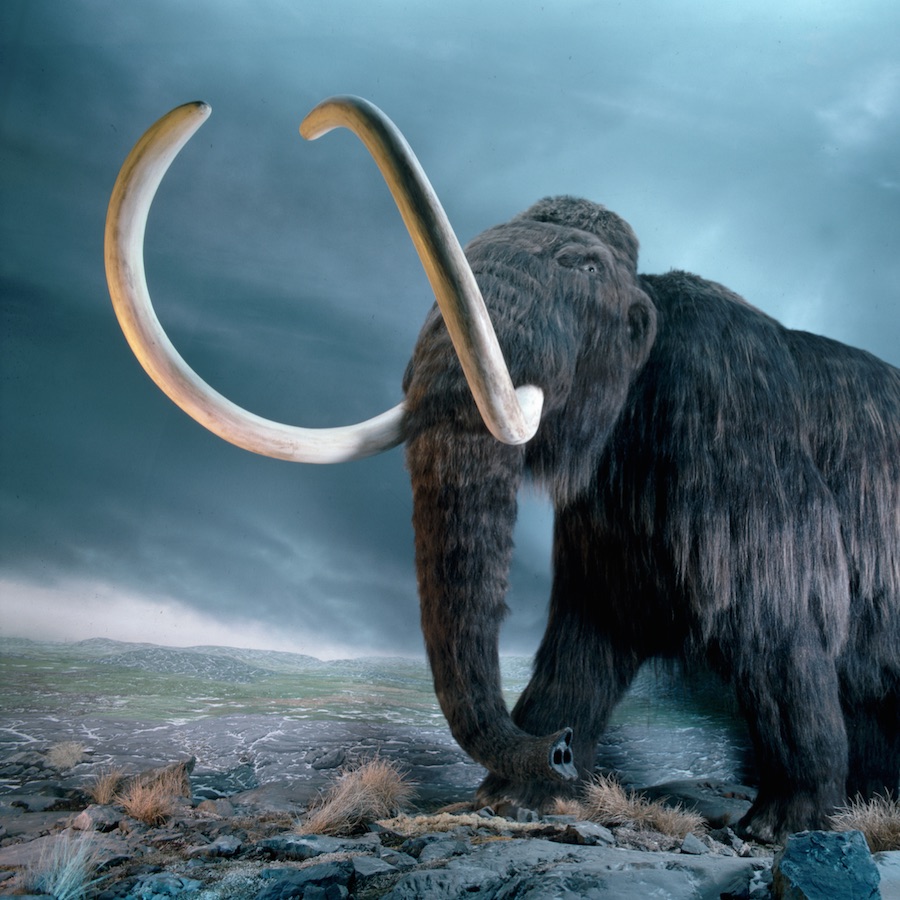 Top 93+ Pictures Images Of A Mammoth Sharp