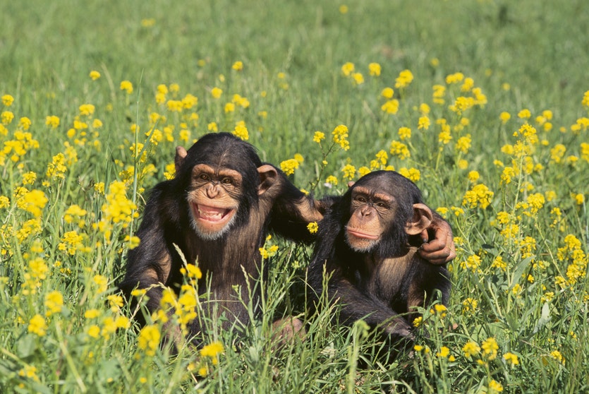 021116 chimpanzeepals 1