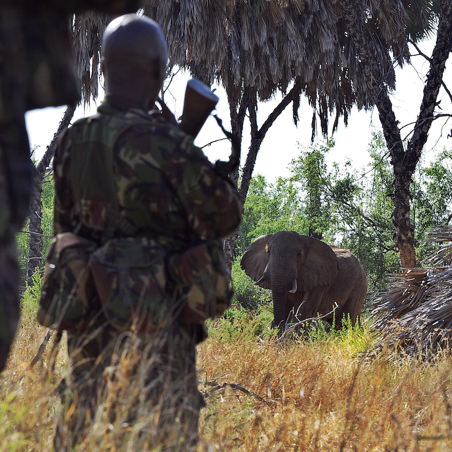 Why saving African elephants makes economic sense - Cosmos Magazine